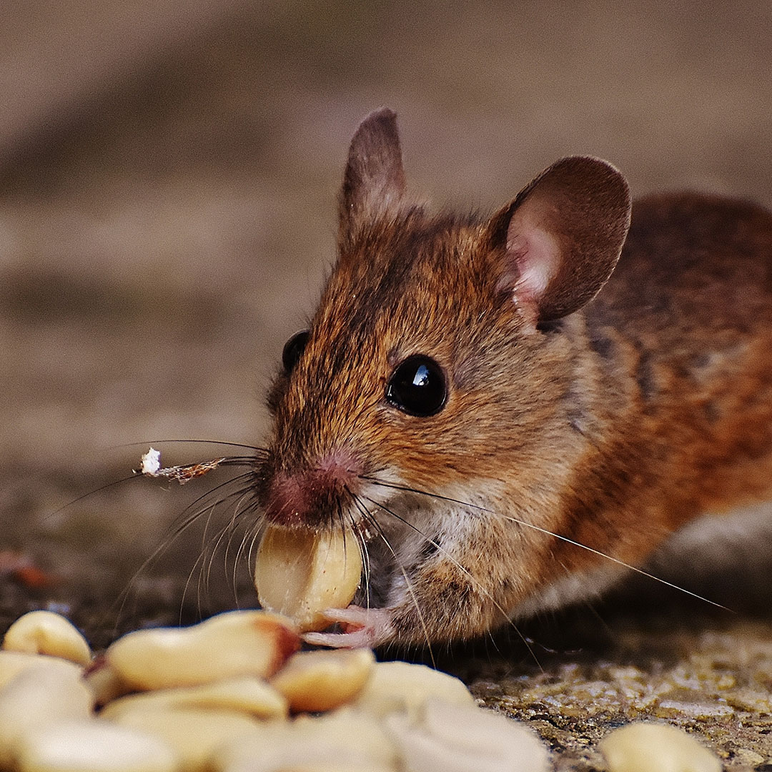 brown mouse eating a peanut