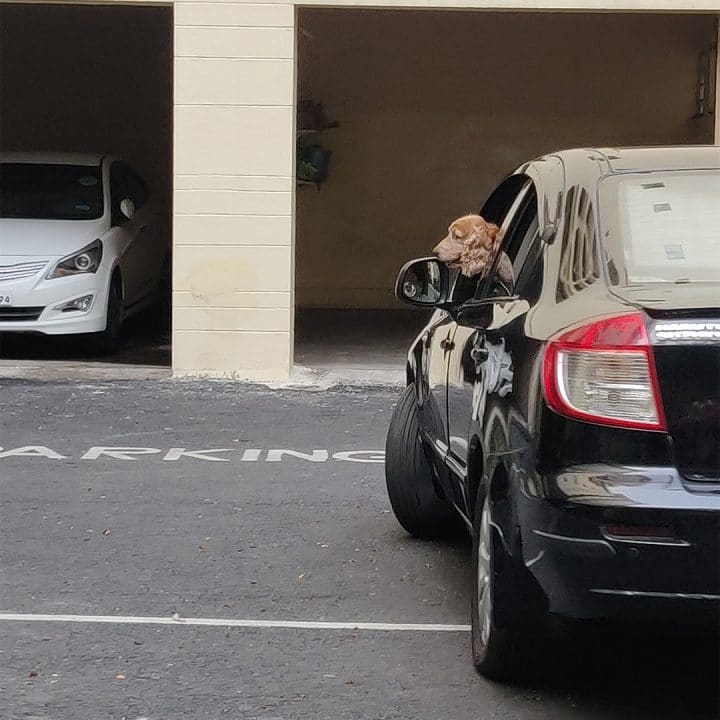 Black car pulling into garage with dog's head sticking out the window