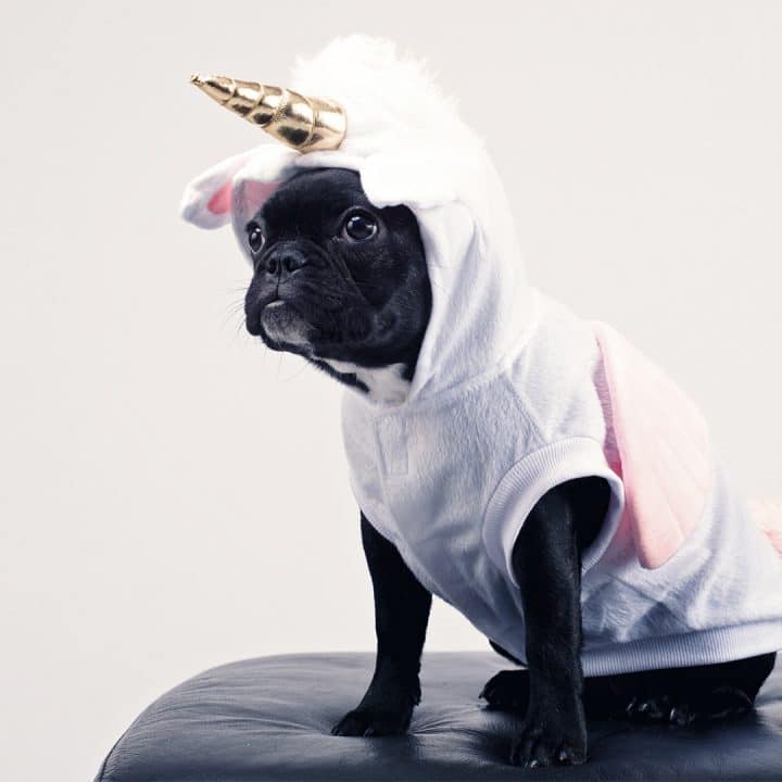 Small black dog dressed in a white bunny costume