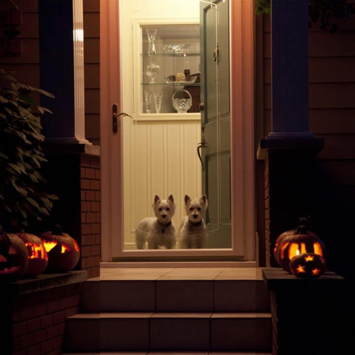 Two white dogs looking outside through a glass security door