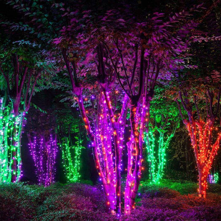 Trees decorated with purple, green and orange lights for Halloween