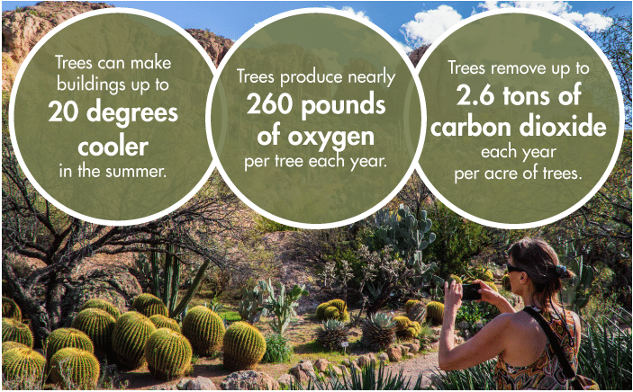 Infographic listing reasons to plant trees