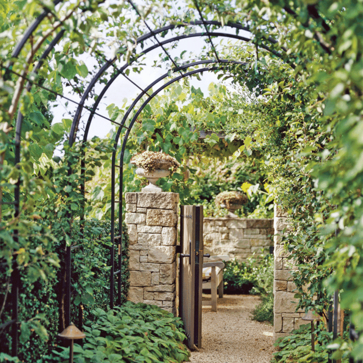 Arched trellises with vines growing on them